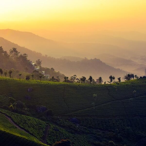 tea gardens in Munnar