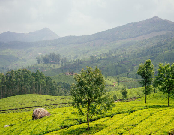 Fascinating Munnar Package