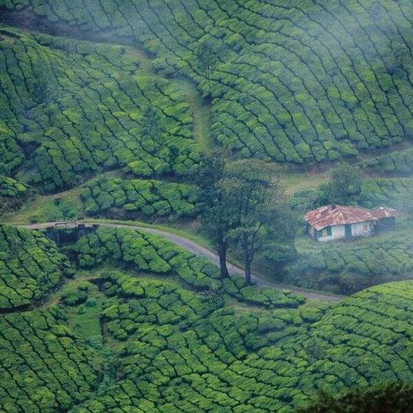 Tea Gardens seen during Munnar trip