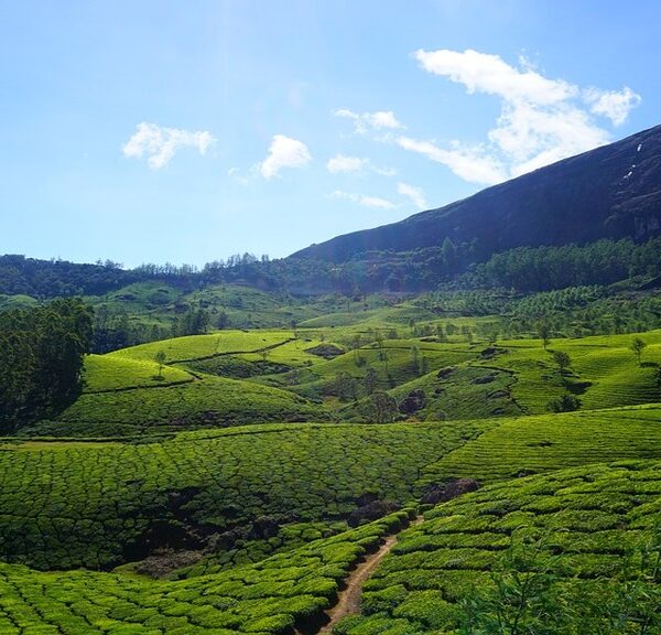 Tea Gardens at Munnar