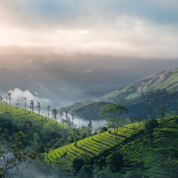 Munnar tour package