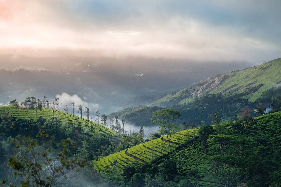 Munnar Tour Packages