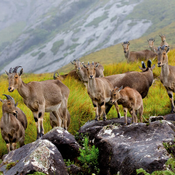 Eravikulam National park