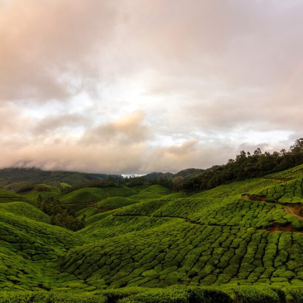 Munnar Tea Plantations