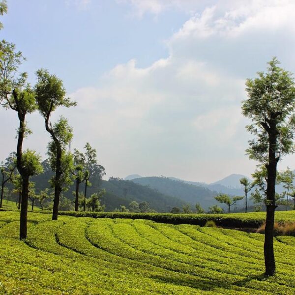 Tea Gardens at Munnar