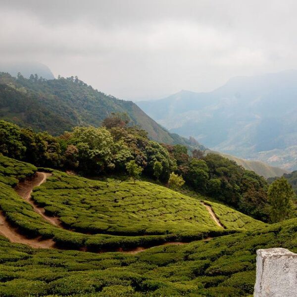 Tea Gardens at Munnar