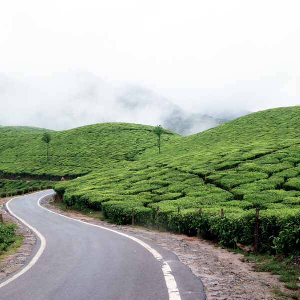 Plan your trip to Munnar tea Gardens