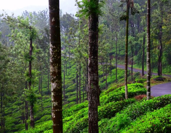 Amazing Wayanad Tour Package