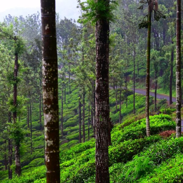 Tea Gardens of Wayanad seeing during tour package