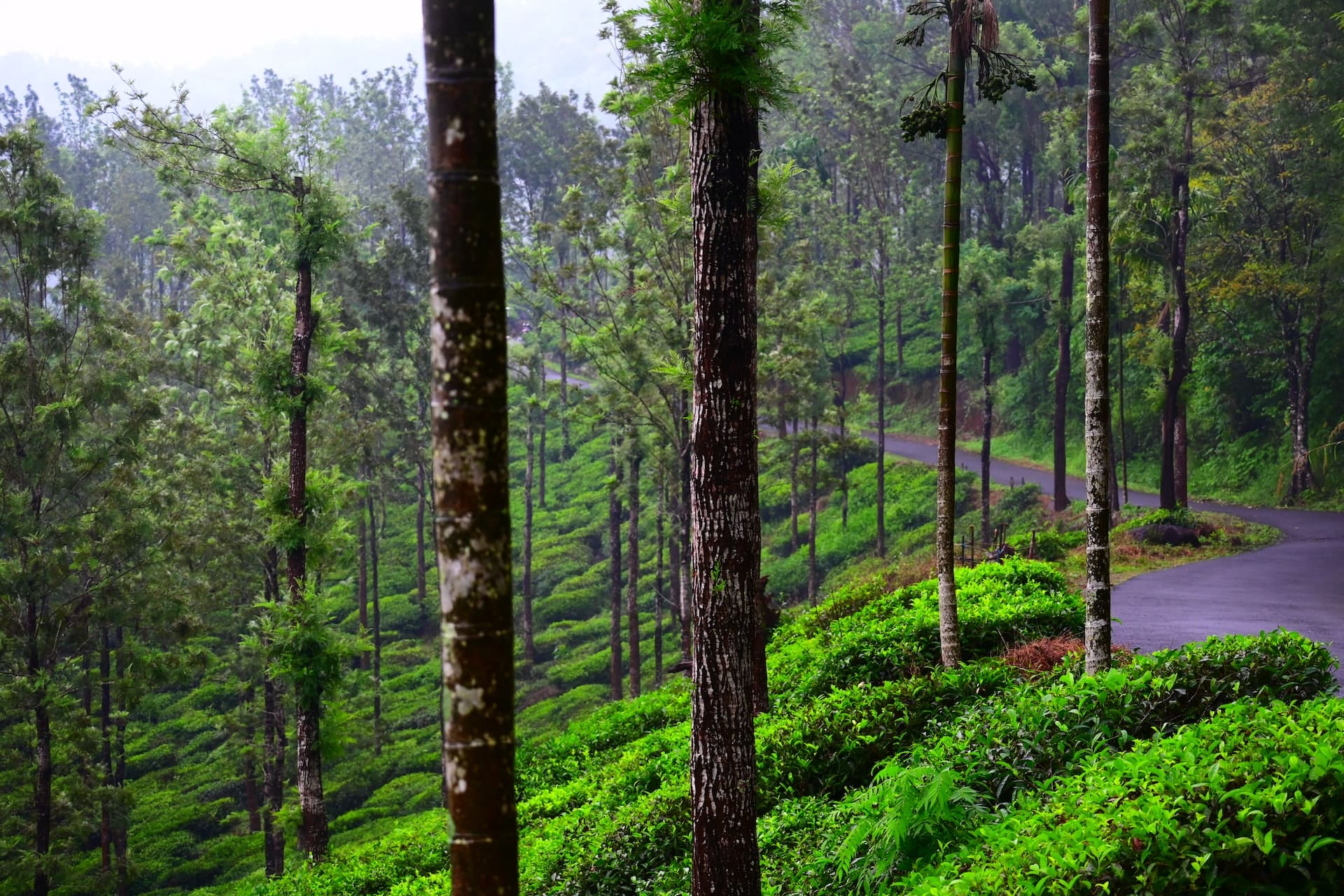 Tea Gardens of Wayanad seeing during tour package