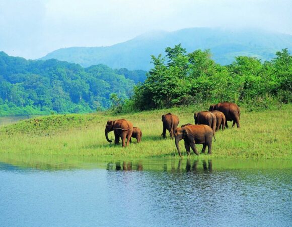 Amazing Thekkady Tour Package