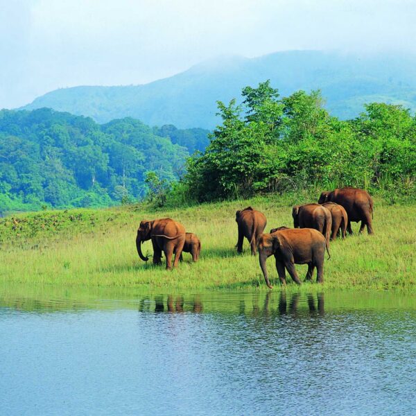 Elephant seen during Thekkady tour package