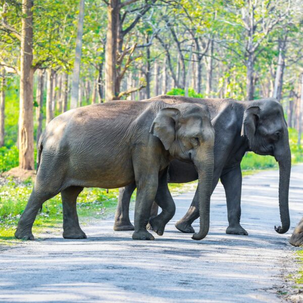 elephant crossing at Muthanga