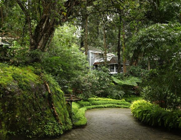 tall trees munnar