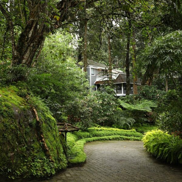 tall trees munnar