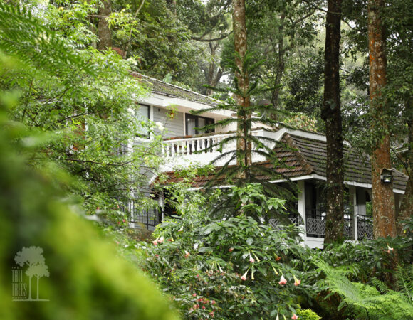 tall trees resort munnar