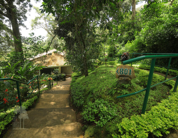 the tall trees resort munnar cinnamon cottage