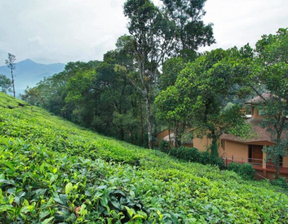 tea gardens near Vythiri Village resort4