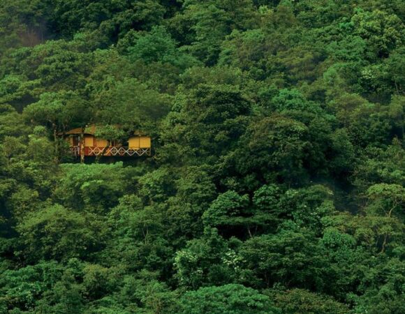 Tree House in Vythiri resort