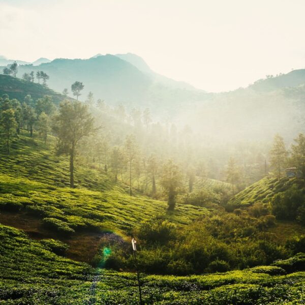 Tea gardens seen during wayanad honeymoon trip