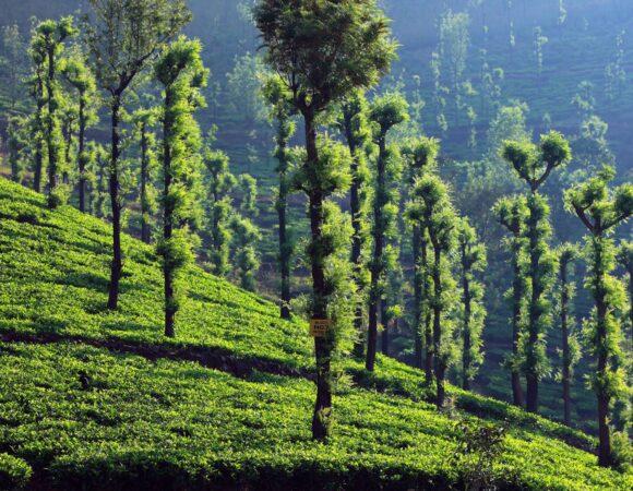 Fascinating Wayanad Package