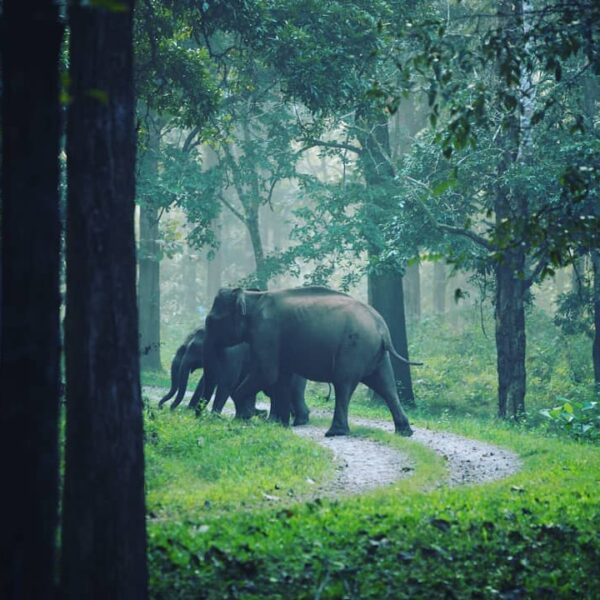 Wayanad Wildlife sanctuary