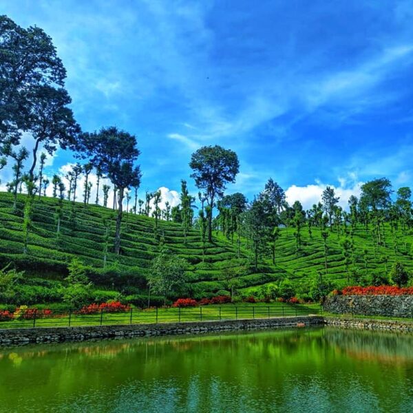 Wayanad tea Gardens seen during holiday package