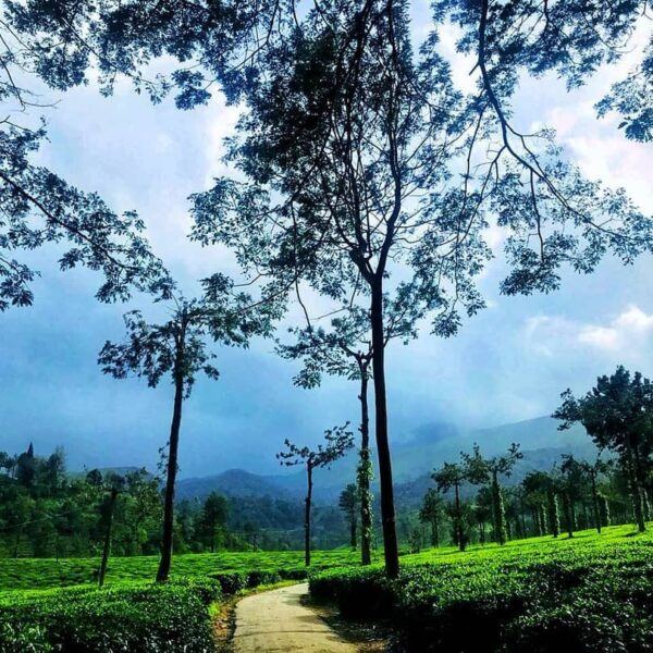 Wayanad tea Plantations seen during sightseeing package