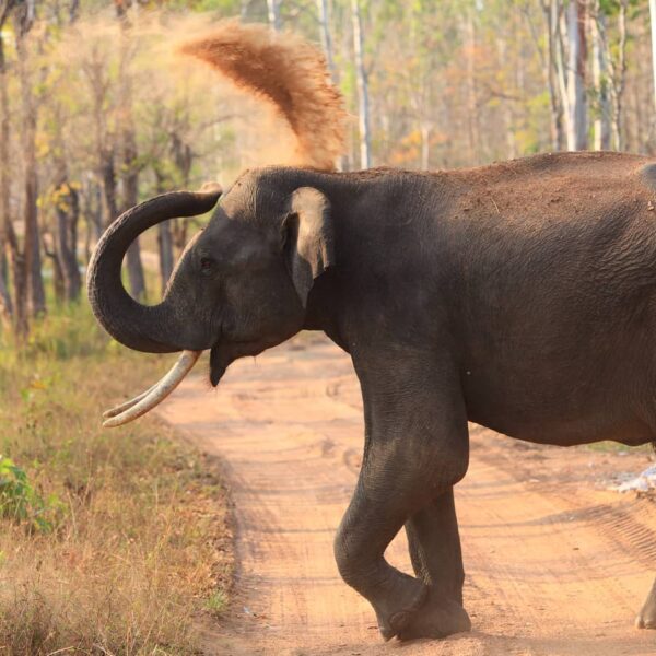 elephant at Muthanga