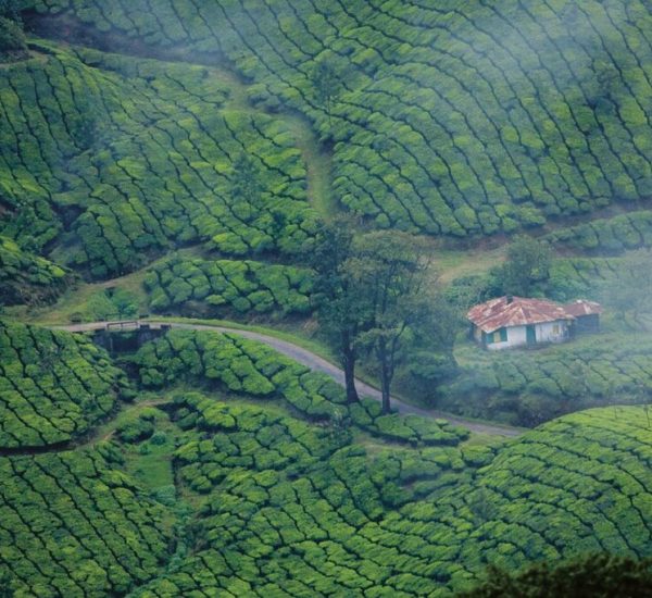 Tea Gardens seen during Munnar trip