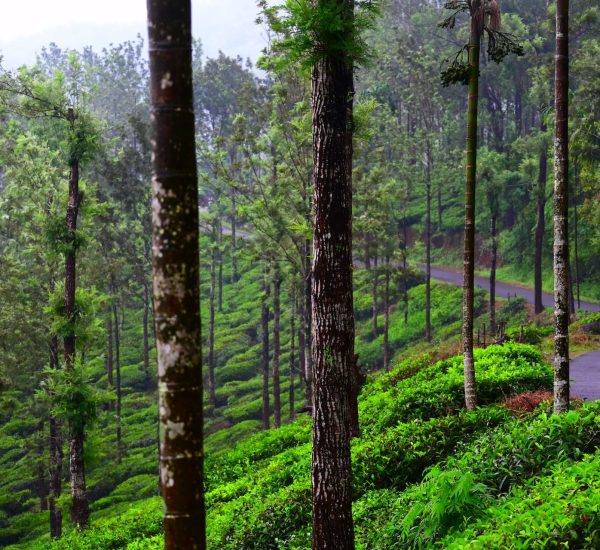 Tea Gardens of Wayanad seeing during tour package