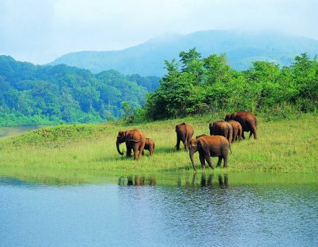 Elephant seen during Thekkady tour package