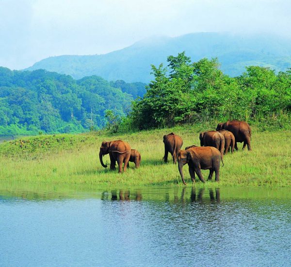 Elephant seen during Thekkady tour package