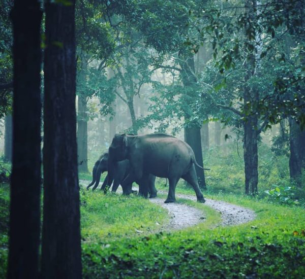 Wayanad Wildlife sanctuary