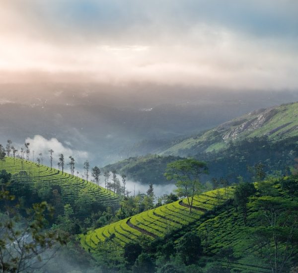 Munnar tour package